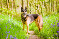 Dog photographer sheffield