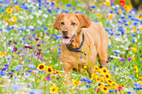 Dog photo shoot sheffield