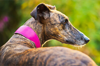 Pet photo shoot sheffield