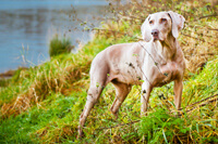 Pet photography shoot sheffield