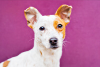 photos of pets sheffield