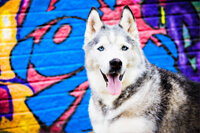 Dog photographer sheffield