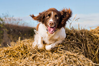 Cat photographer sheffield