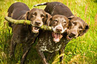 Equine photographer sheffield