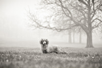Pet photographer sheffield