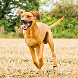 Brutus pet photograph