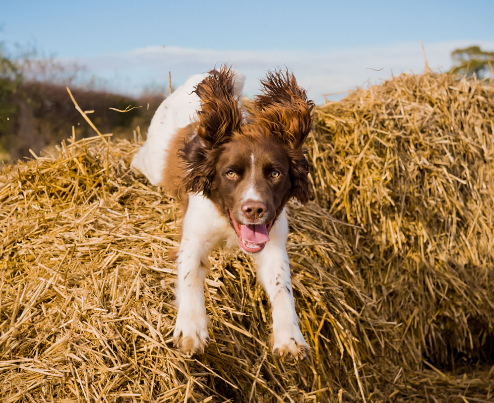 Pet Photography Sheffield